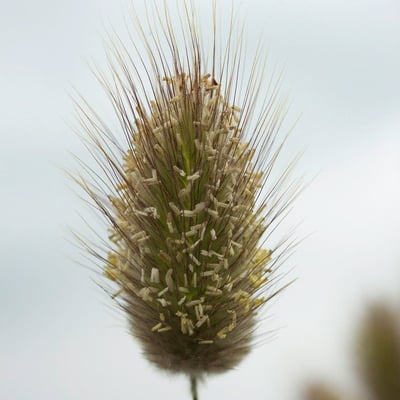 Lagurus ovatus — flower