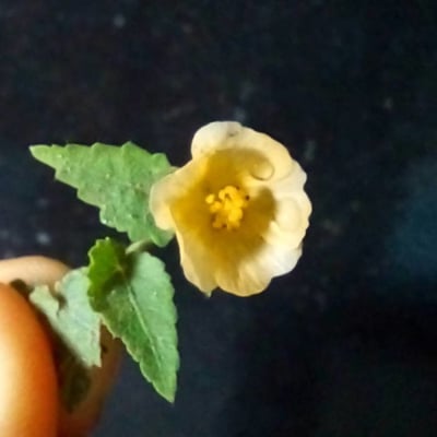 Sida cordata — flower