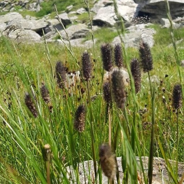 Phleum alpinum — flower