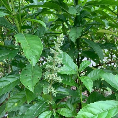 Rotheca serrata — flower