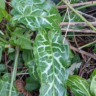 Arum italicum — flower