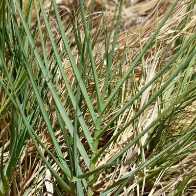 Distichlis spicata — leaf