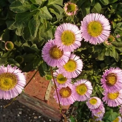 Erigeron glaucus — flower