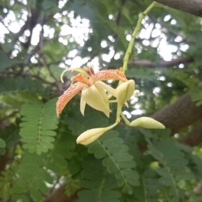 Tamarindus indica — flower