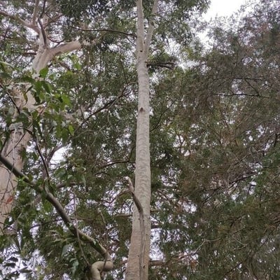 Corymbia maculata — habit
