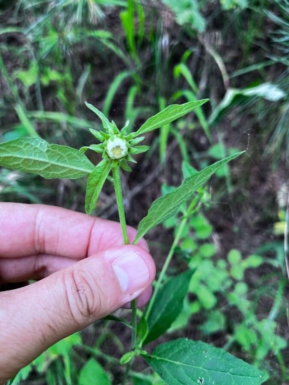 Carpesium cernuum