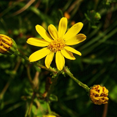 Senecio pinnatifolius — flower