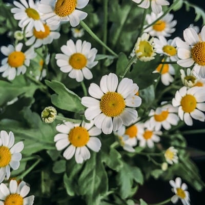 Tanacetum balsamita — flower