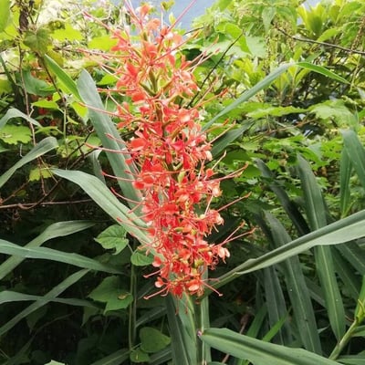 Hedychium coccineum — flower