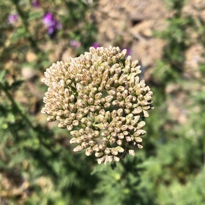 Achillea ligustica — flower