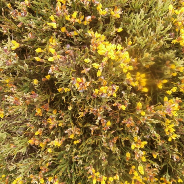 Genista tridentata — flower