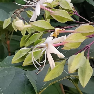 Clerodendrum tomentosum — flower