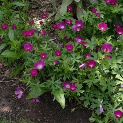 Callirhoe involucrata — flower