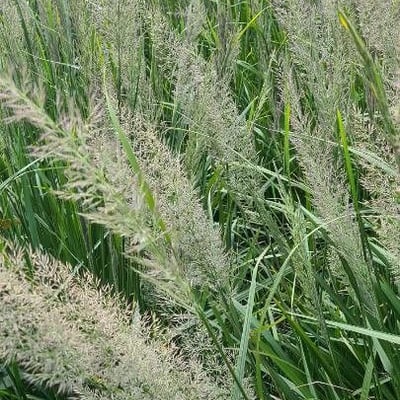 Calamagrostis arundinacea — flower