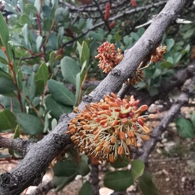 Ceratonia siliqua — flower