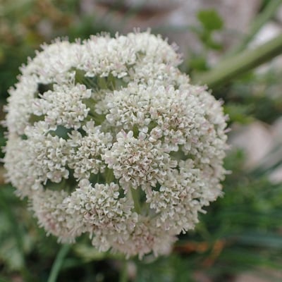 Seseli libanotis — flower