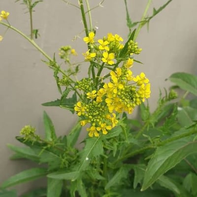 Rorippa amphibia — flower