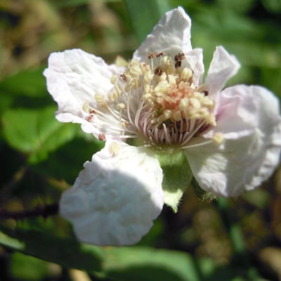 Rubus ferocior — flower