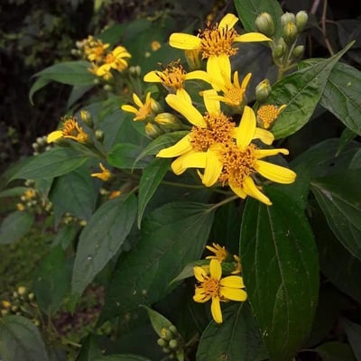 Calea urticifolia — flower