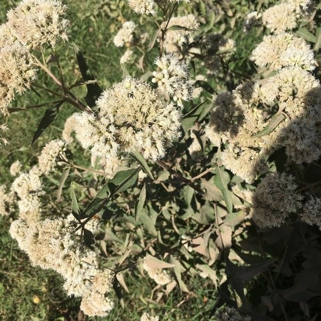 Eupatorium serotinum — flower