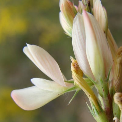 Onobrychis saxatilis — flower