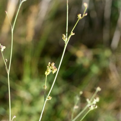 Bupleurum tenuissimum — flower