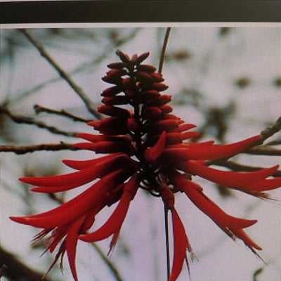 Erythrina americana — flower