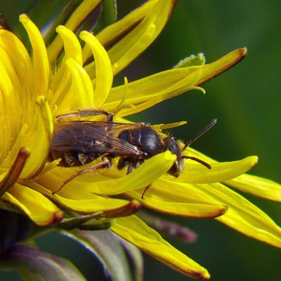 Taraxacum rubicundum — flower