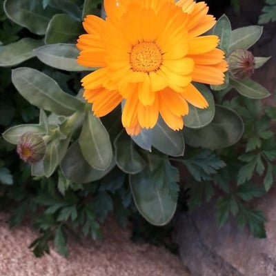Calendula officinalis — flower
