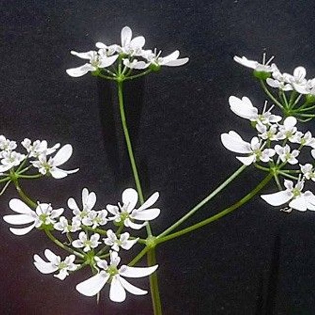 Bifora radians — flower