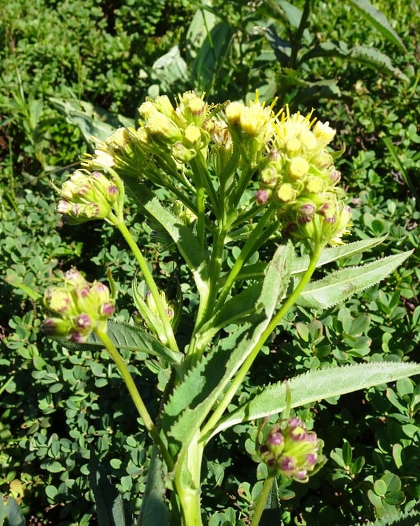 Senecio cacaliaster