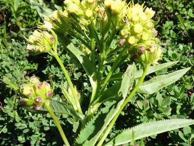 Senecio cacaliaster
