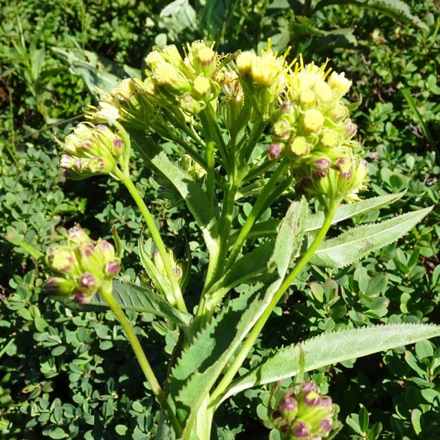 Senecio cacaliaster