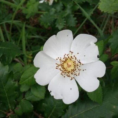 Rosa stylosa — flower