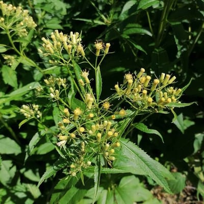 Senecio cacaliaster — flower