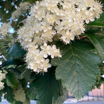 Scandosorbus intermedia — flower