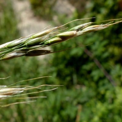 Achnatherum paradoxum — flower