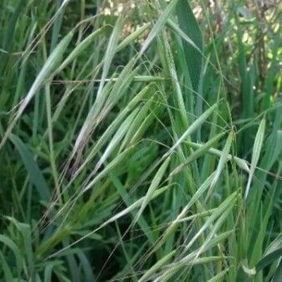 Avena fatua — flower