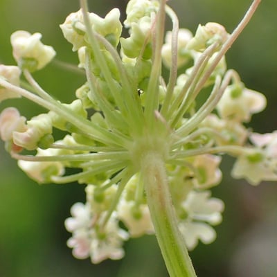 Peucedanum ostruthium — flower