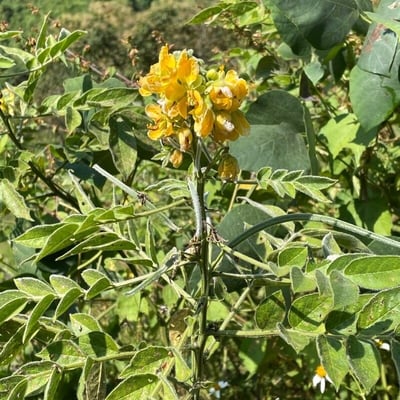 Senna hirsuta — flower