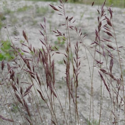 Agrostis alpina — flower