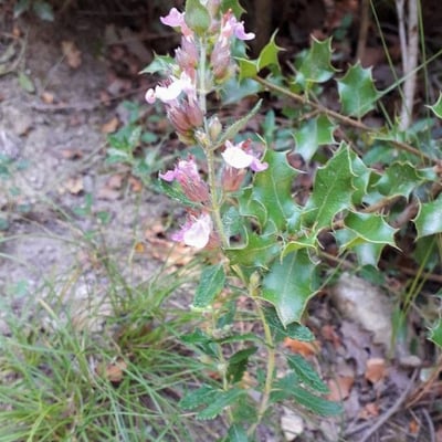 Teucrium chamaedrys — flower