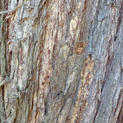 Acacia implexa — bark