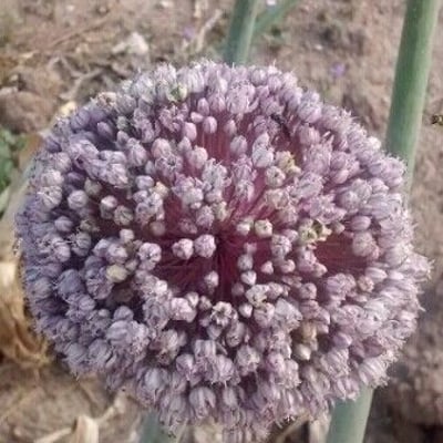 Allium cepa — flower