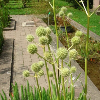 Eryngium aquaticum — flower