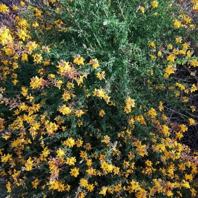Adenocarpus complicatus — flower