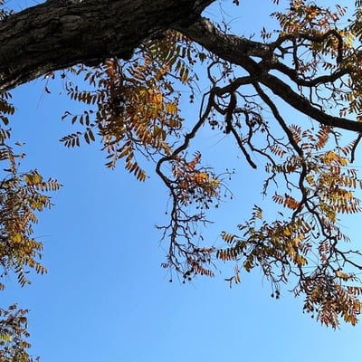 Pterocarpus angolensis — leaf