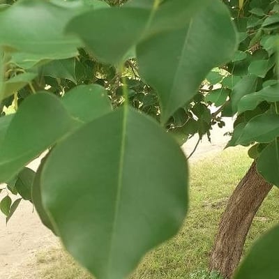 Dalbergia sissoo — leaf