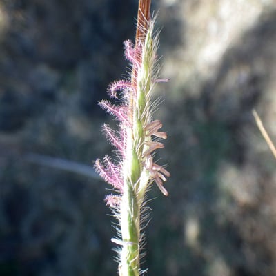 Heteropogon contortus — flower