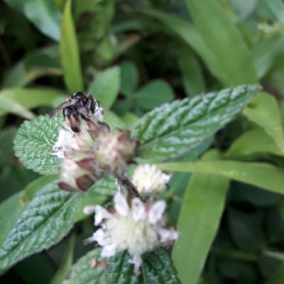 Hyptis atrorubens — flower